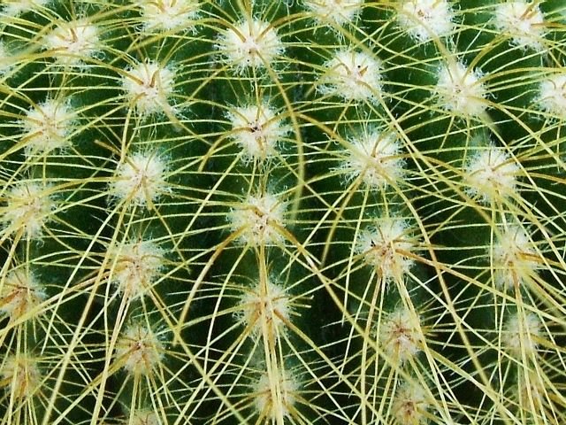 Notocactus _leninghausii_ 03